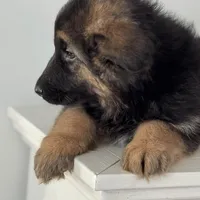 Mia, a female German Shepherd Dog for sale in Spencerport, NY – Photo 7 of 10