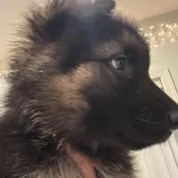 Mia, a female German Shepherd Dog for sale in Spencerport, NY – Photo 4 of 10