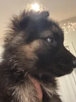 Mia, a female German Shepherd Dog for sale in Spencerport, NY – Photo 4 of 10