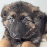 Mia, a female German Shepherd Dog for sale in Spencerport, NY – Photo 5 of 10