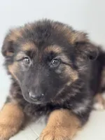 Mia, a female German Shepherd Dog for sale in Spencerport, NY – Photo 5 of 10