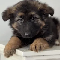 Mia, a female German Shepherd Dog for sale in Spencerport, NY – Photo 1 of 10