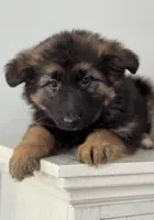 Mia, a female German Shepherd Dog for sale in Spencerport, NY – Photo 1 of 10