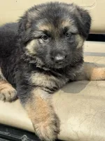 Lisa, a female German Shepherd Dog for sale in Spencerport, NY – 8 of 10