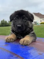 Max, a male German Shepherd Dog for sale in Spencerport, NY – 2 of 10