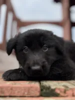 Linda, a female German Shepherd Dog for sale in Spencerport, NY – 9 of 10