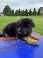 Max, a male German Shepherd Dog for sale in Spencerport, NY – 6 of 10