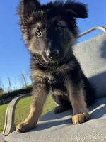 Jack, a male German Shepherd Dog for sale in Spencerport, NY – 8 of 10