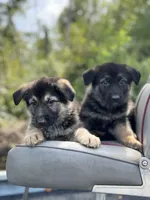 Zara, a female German Shepherd Dog for sale in Spencerport, NY – 3 of 10