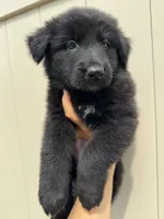 Linda, a female German Shepherd Dog for sale in Spencerport, NY – 6 of 10