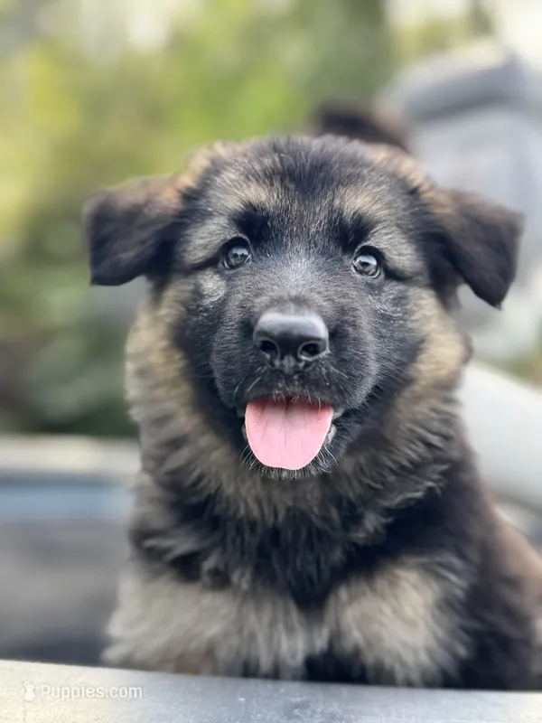 Jack – German Shepherd Dog puppy for sale in Spencerport, NY