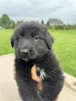 Linda, a female German Shepherd Dog for sale in Spencerport, NY – 2 of 10