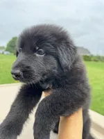 Linda, a female German Shepherd Dog for sale in Spencerport, NY – 10 of 10