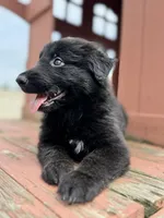Linda, a female German Shepherd Dog for sale in Spencerport, NY – 7 of 10