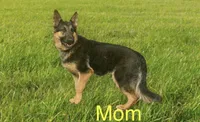Lisa, a female German Shepherd Dog for sale in Spencerport, NY – 5 of 10