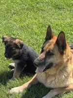 Jessie , a female German Shepherd Dog for sale in Spencerport, NY – 5 of 6