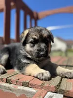 Linda, a female German Shepherd Dog for sale in Spencerport, NY – 2 of 10