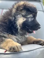 Jack, a male German Shepherd Dog for sale in Spencerport, NY – 7 of 10