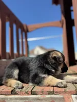 Linda, a female German Shepherd Dog for sale in Spencerport, NY – 6 of 10