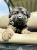 Lisa, a female German Shepherd Dog for sale in Spencerport, NY – 7 of 10