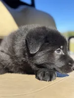 Layla, a female German Shepherd Dog for sale in Spencerport, NY – Photo 8 of 8