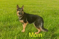 Layla, a female German Shepherd Dog for sale in Spencerport, NY – Photo 4 of 8