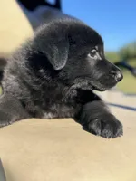 Layla, a female German Shepherd Dog for sale in Spencerport, NY – Photo 5 of 8