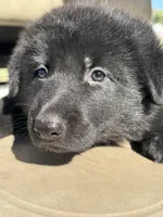 Layla, a female German Shepherd Dog for sale in Spencerport, NY – Photo 1 of 8