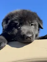 Layla, a female German Shepherd Dog for sale in Spencerport, NY – Photo 7 of 8