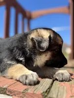 Linda, a female German Shepherd Dog for sale in Spencerport, NY – 4 of 10