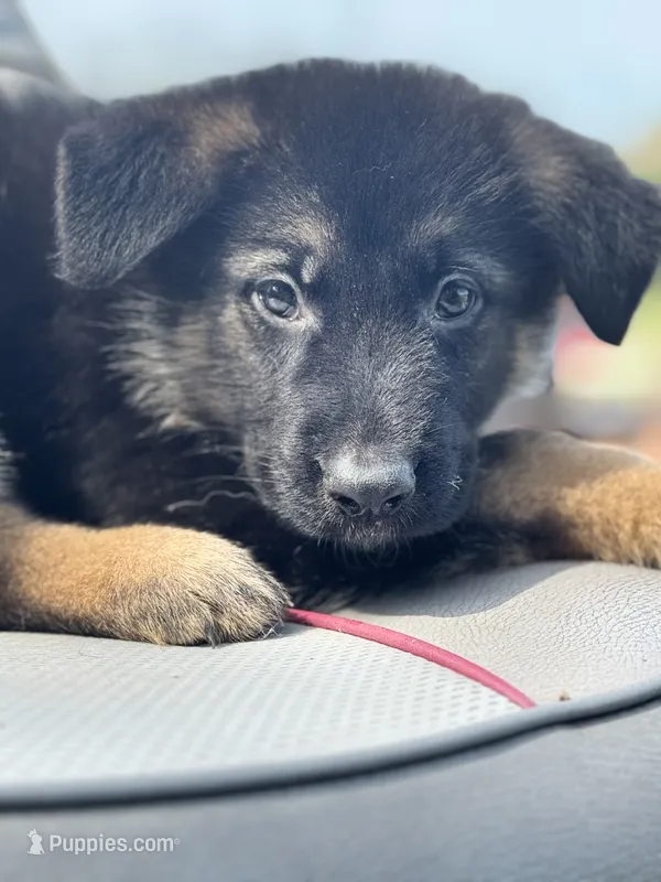 Zara – German Shepherd Dog puppy for sale in Spencerport, NY