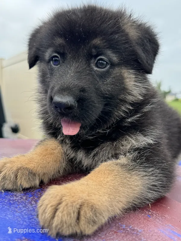 Max – German Shepherd Dog puppy for sale in Spencerport, NY