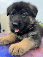 Max, a male German Shepherd Dog for sale in Spencerport, NY – 1 of 10