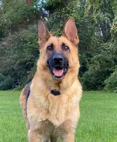 Jessie , a female German Shepherd Dog for sale in Spencerport, NY – 6 of 6