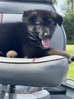 Zara, a female German Shepherd Dog for sale in Spencerport, NY – 4 of 10