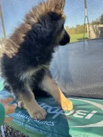 Jack, a male German Shepherd Dog for sale in Spencerport, NY – 10 of 10