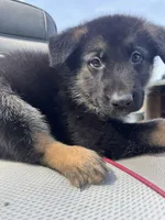 Zara, a female German Shepherd Dog for sale in Spencerport, NY – 9 of 10