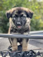 Jack, a male German Shepherd Dog for sale in Spencerport, NY – 2 of 10