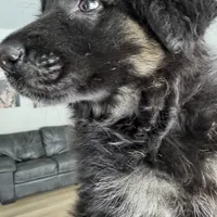 Lisa, a female German Shepherd Dog for sale in Spencerport, NY – Photo 7 of 9