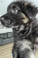 Lisa, a female German Shepherd Dog for sale in Spencerport, NY – Photo 7 of 9