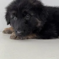 Lisa, a female German Shepherd Dog for sale in Spencerport, NY – Photo 8 of 9