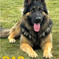 Lisa, a female German Shepherd Dog for sale in Spencerport, NY – Photo 3 of 9