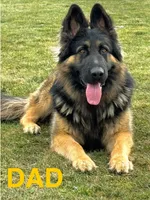 Lisa, a female German Shepherd Dog for sale in Spencerport, NY – Photo 3 of 9