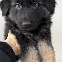 Lisa, a female German Shepherd Dog for sale in Spencerport, NY – Photo 9 of 9