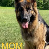 Lisa, a female German Shepherd Dog for sale in Spencerport, NY – Photo 2 of 9