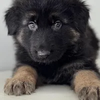 Lisa, a female German Shepherd Dog for sale in Spencerport, NY – Photo 1 of 9