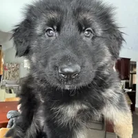 Lisa, a female German Shepherd Dog for sale in Spencerport, NY – Photo 6 of 9