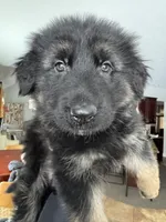 Lisa, a female German Shepherd Dog for sale in Spencerport, NY – Photo 6 of 9