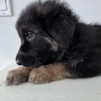 Lisa, a female German Shepherd Dog for sale in Spencerport, NY – Photo 5 of 9