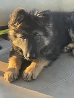 Max, a male German Shepherd Dog for sale in Spencerport, NY – 9 of 10